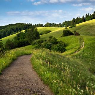 Spring grass trees wallpaper