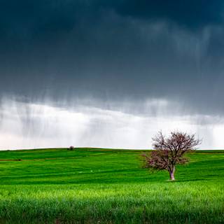 Spring grass trees wallpaper