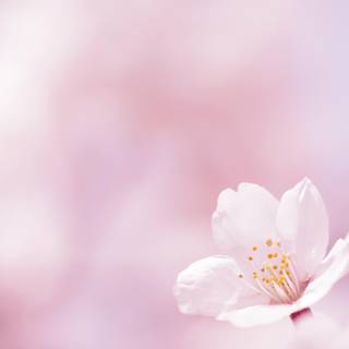 Triple monitor spring wallpaper