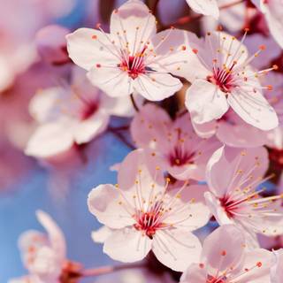 Triple monitor spring wallpaper