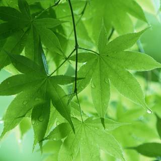 Leaves spring wallpaper