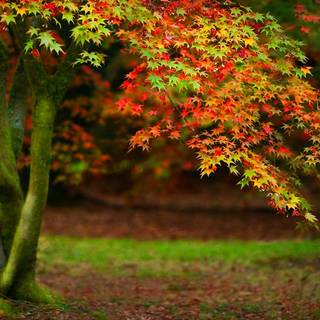 Spring grass trees wallpaper