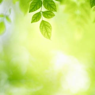 Leaves spring wallpaper