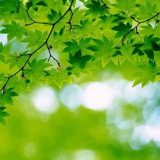 Leaves spring wallpaper