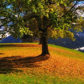 Spring grass trees wallpaper
