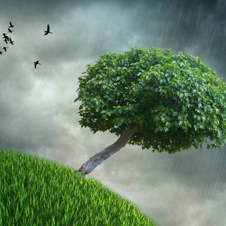 Spring grass trees wallpaper