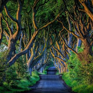 Forest tunnel HD wallpaper