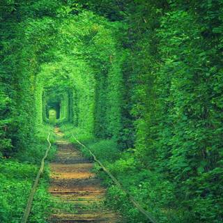 Forest tunnel HD wallpaper