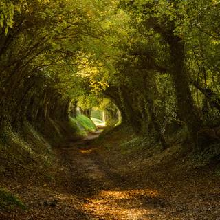 Forest tunnel HD wallpaper