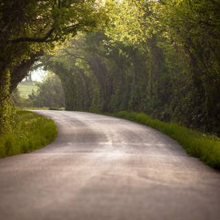 Forest tunnel HD wallpaper