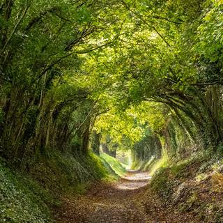 Forest tunnel HD wallpaper