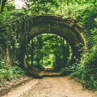 Forest tunnel HD wallpaper
