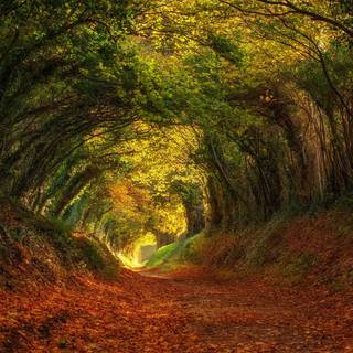 Forest tunnel HD wallpaper