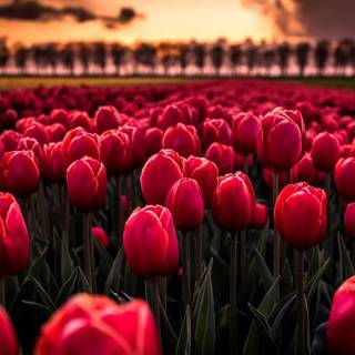 Red tulip flowers field HD wallpaper