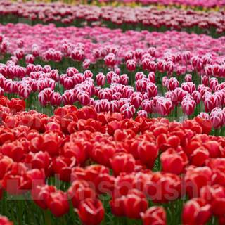 Red tulip flowers field HD wallpaper
