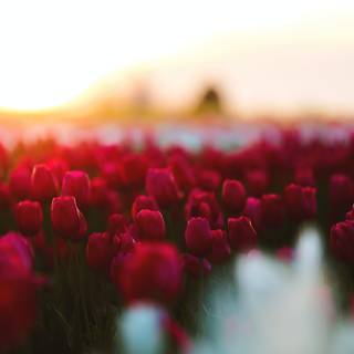 Red tulip flowers field HD wallpaper