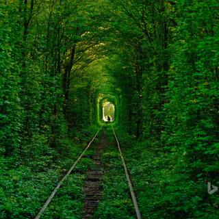 Forest tunnel HD wallpaper