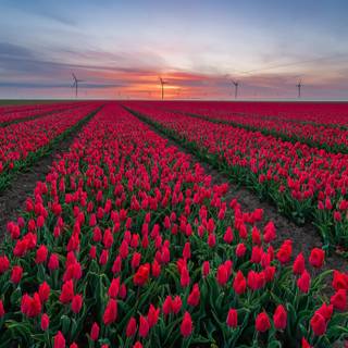 Red tulip flowers field HD wallpaper