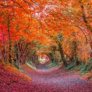 Forest tunnel HD wallpaper