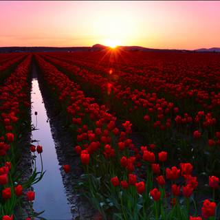Red tulip flowers field HD wallpaper