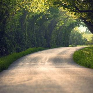 Forest tunnel HD wallpaper