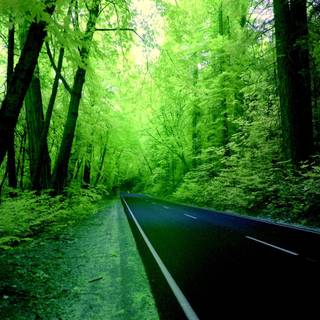 Green forest road HD wallpaper