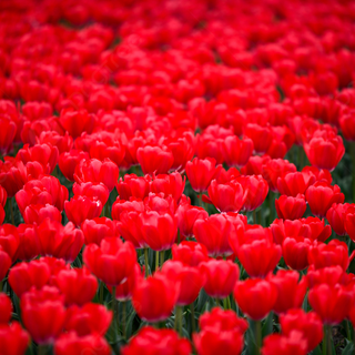 Red tulip flowers field HD wallpaper