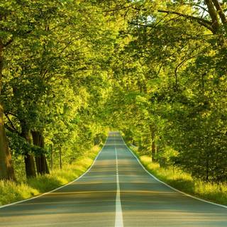 Green forest road HD wallpaper