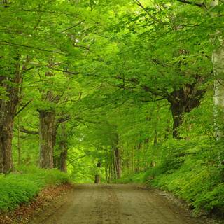 Green forest road HD wallpaper