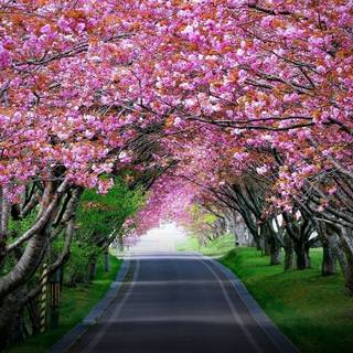 Forest tunnel HD wallpaper