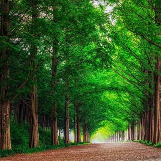 Green forest road HD wallpaper