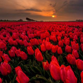 Red tulip flowers field HD wallpaper