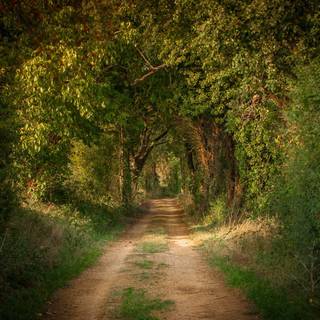 Forest tunnel HD wallpaper