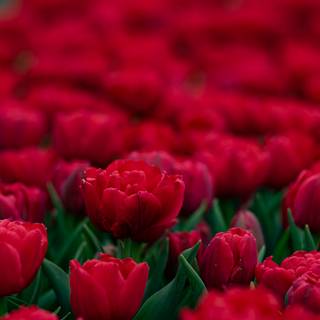 Red tulip flowers field HD wallpaper