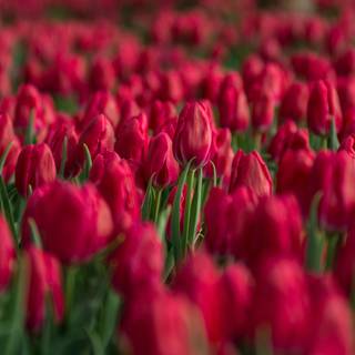 Red tulip flowers field HD wallpaper