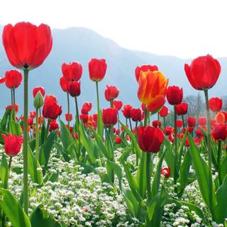 Red tulip flowers field HD wallpaper