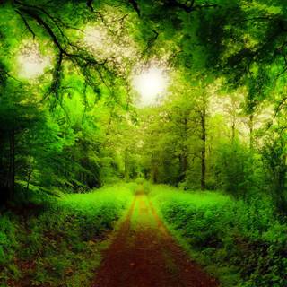 Green forest road HD wallpaper