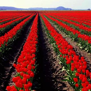 Red tulip flowers field HD wallpaper
