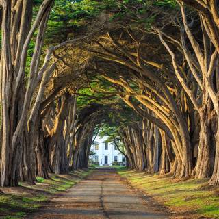 Forest tunnel HD wallpaper