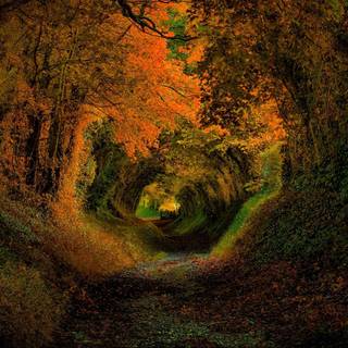 Forest tunnel HD wallpaper