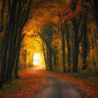Forest tunnel HD wallpaper