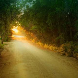 Forest tunnel HD wallpaper