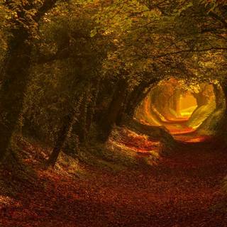 Forest tunnel HD wallpaper