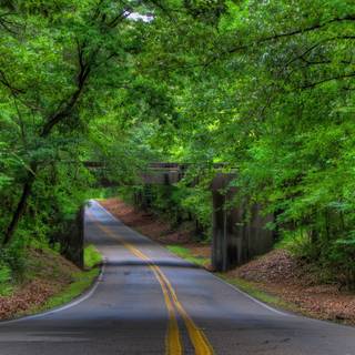 Green forest road HD wallpaper