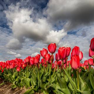 Red tulip flowers field HD wallpaper