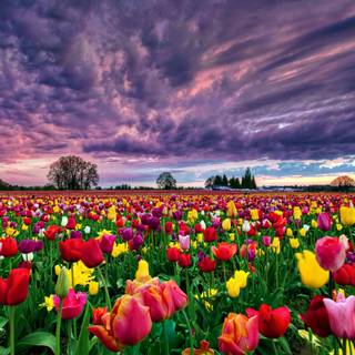 Red tulip flowers field HD wallpaper
