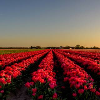 Red tulip flowers field HD wallpaper
