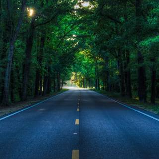 Green forest road HD wallpaper
