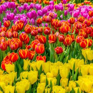 Red tulip flowers field HD wallpaper