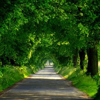 Green forest road HD wallpaper